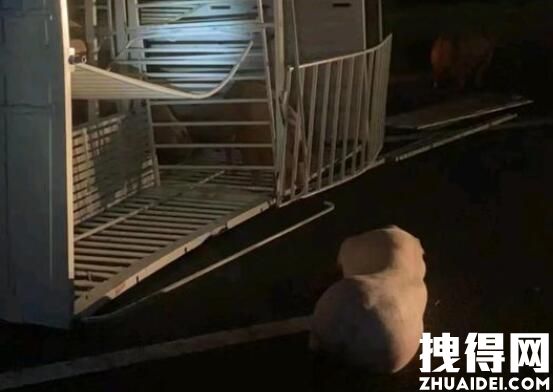 惠州40多头猪大闹高速 内幕曝光简直太意外了