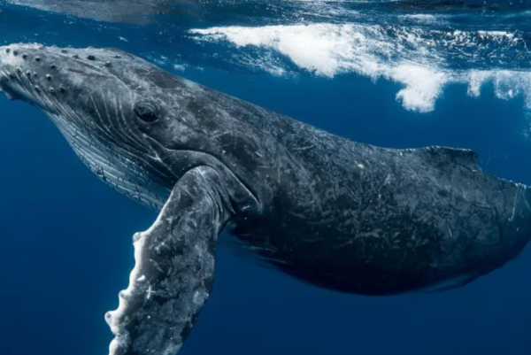十大最大的海洋生物排名，第一是蓝鲸，虎鲸上榜（虎鲸是最强海洋生物）