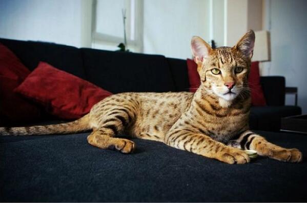 世界名贵的十大宠物猫 拉邦猫上榜,热带草原猫排名第二（世界上十大名贵的猫）