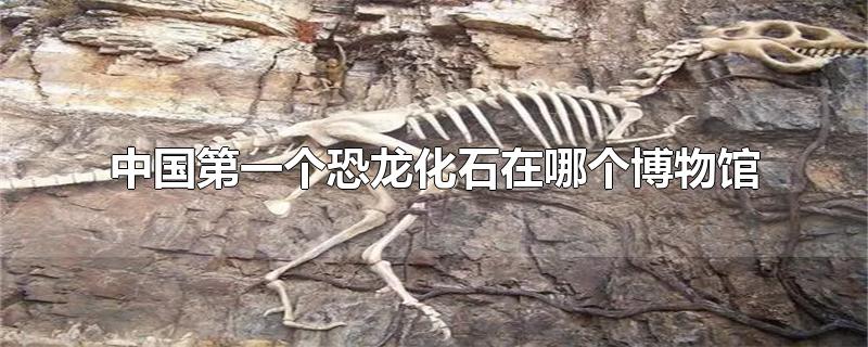 中国第一个恐龙化石在哪个博物馆（中国第一座恐龙化石在哪个博物馆）