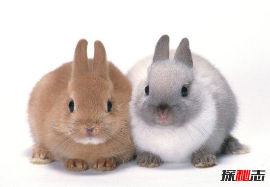世界上最小的兔子，荷兰侏儒兔长大净重1.2千克(掌上萌宠)