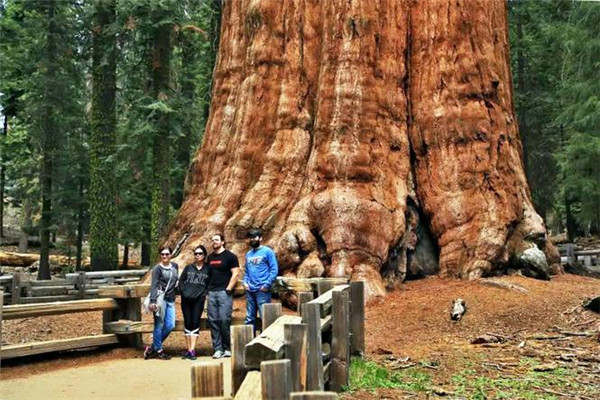 世界上最高大的植物是什么 巨杉（身材高大主干笔直）（世界上最高大的植物是什么?有何特征?）