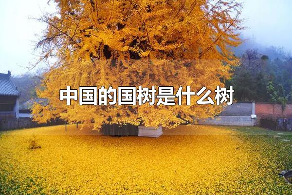 中国的国树是什么树 中国的国树是银杏（我们中国的国树是什么树）