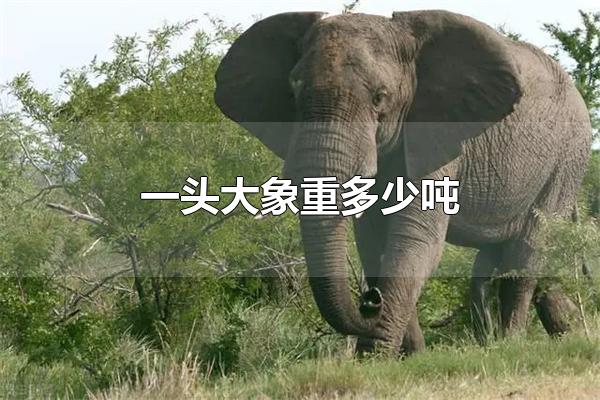 一头大象重多少吨 一头大象重3-8吨（一头大象重多少吨一头牛重多少吨）