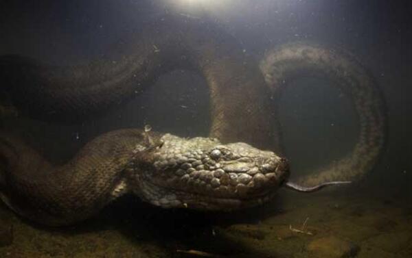 世界上最大的蛇排行，亚马逊森蚺现今第一（四川发现50米大蛇）（目前有记录的世界上最大的蛇）