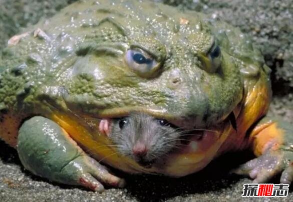 世界第二大蛙类，非洲牛蛙(体长24厘米能吃小鸟)