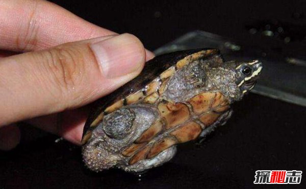 世界上最小的龟：迷你麝香龟不及手掌大（5厘米）（迷你麝香龟的寿命有多长）