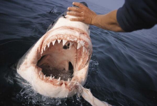 世界上牙齿第二多的动物，鲨鱼5000多颗(一生换牙2万多颗)